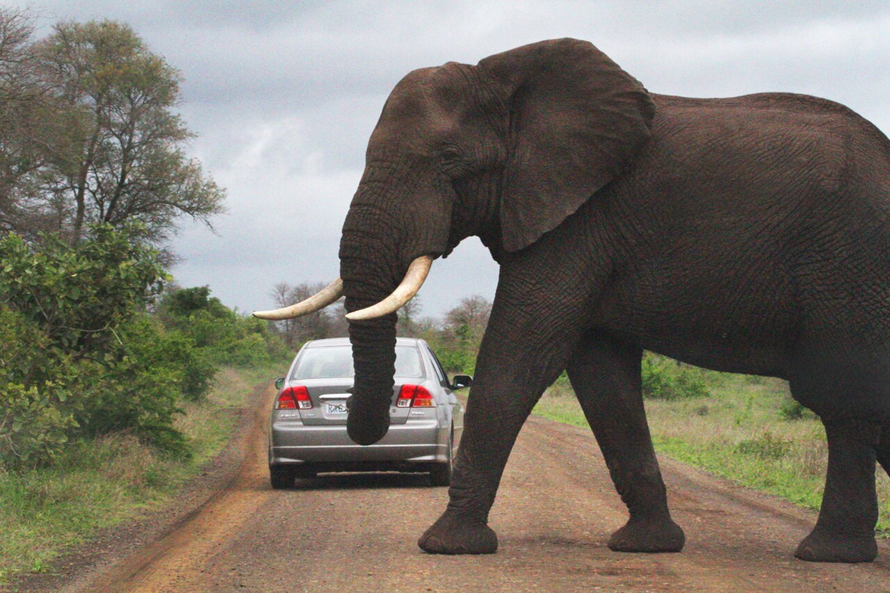 Africa Safari 007 (5265684265).jpg
