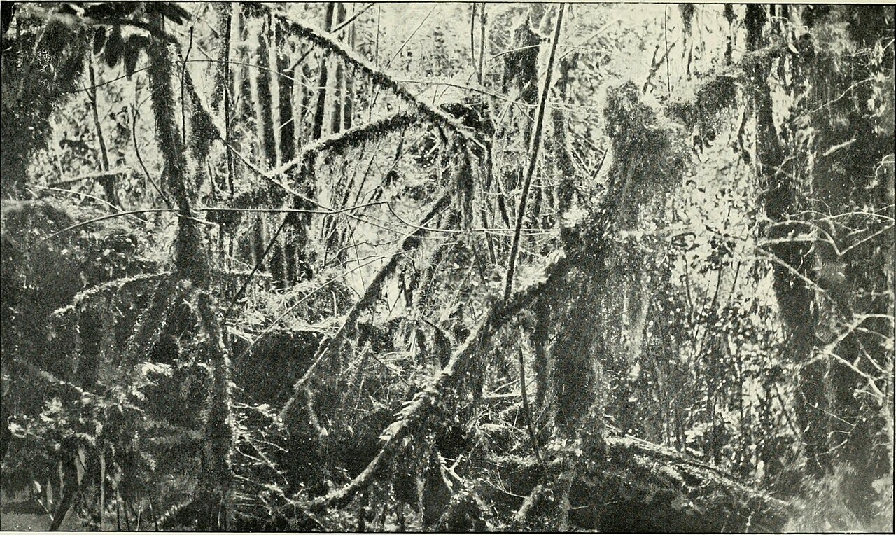 The wilds of Patagonia; a narrative of the Swedish expedition to Patagonia, Tierra del Fuego and the Falkland Islands in 1907-1909 (1911) (14796095483).jpg