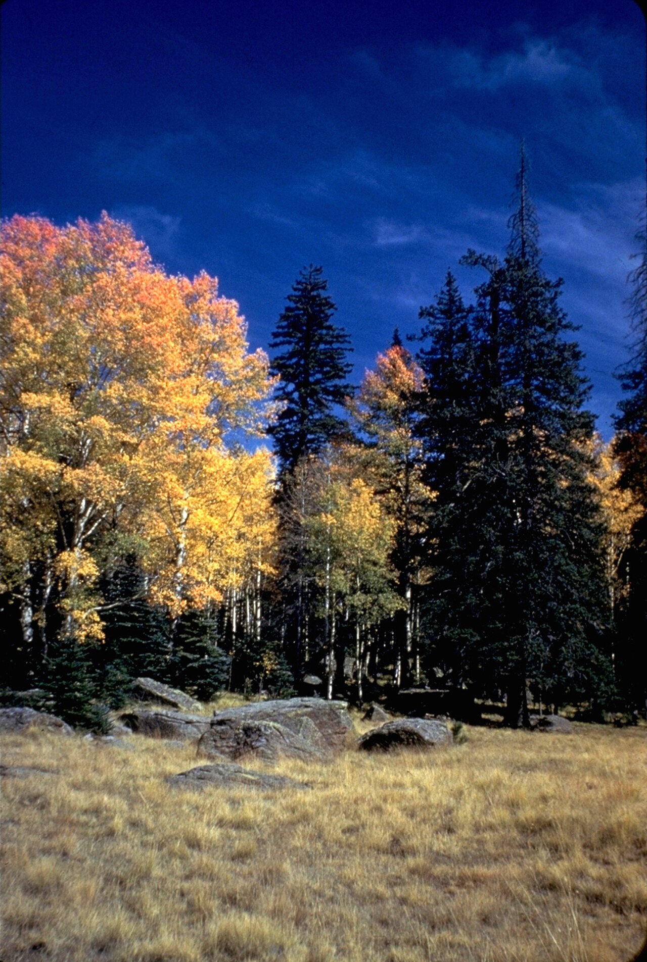 Trail of the Mountain Spirits Scenic Byway - Fall Foliage Along the Continental Divide - NARA - 7722522.jpg