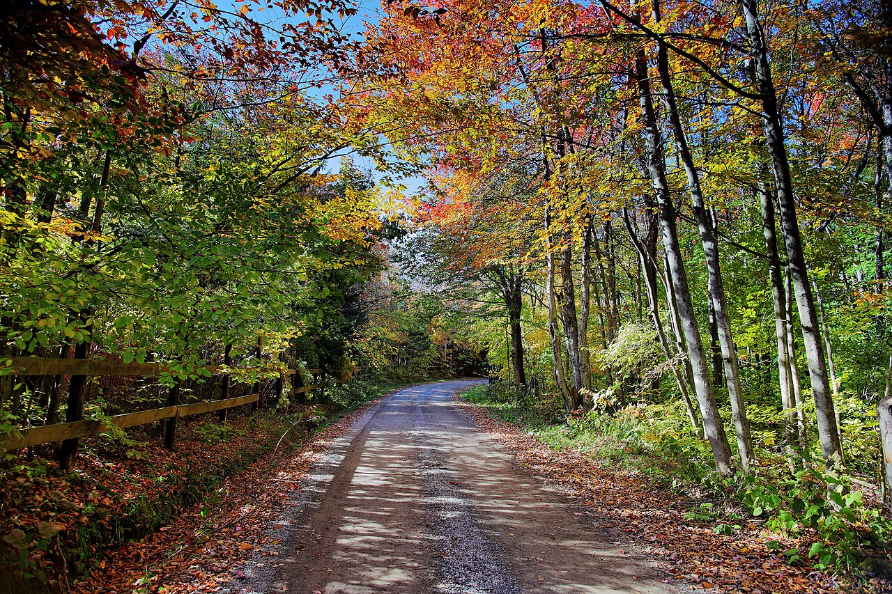 Autumn-trees-country-road-fence - ForestWander.jpg