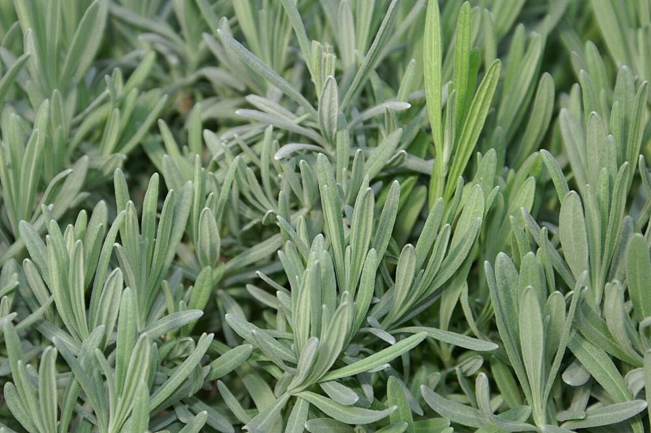 Lavandula intermedia Provence 0zz.jpg